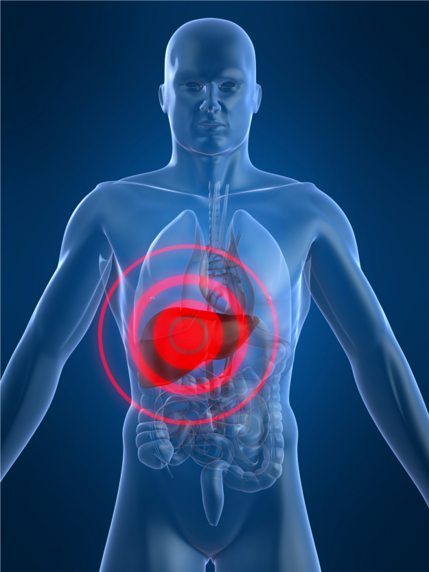 The liver &mdash; the primary site of glucuronidation and phase-two detoxification