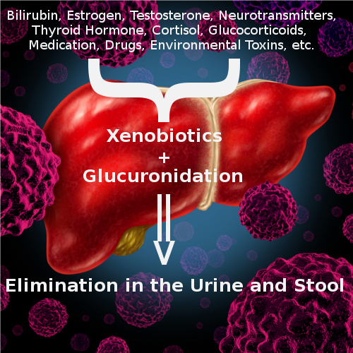 Illustration of liver detoxification and metabolism